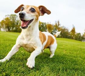 https://cdn-fastly.petguide.com/media/2022/02/16/8240881/why-do-dogs-get-the-zoomies.jpg?size=720x845&nocrop=1