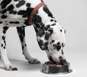 scientists patent revolutionary weight loss pet food