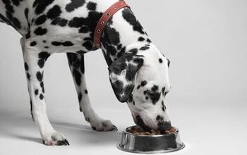 Scientists Patent Revolutionary Weight-Loss Pet Food