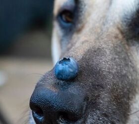 can dogs eat blueberries