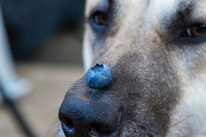 can dogs eat blueberries
