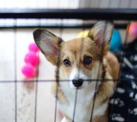 crate alternatives for dogs who hate the crate