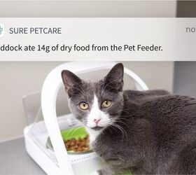 sure petcare microchip pet feeder connect is for perfect cat food port