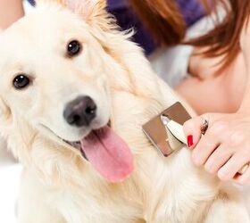 Dog Brushes: Which One is Best for Your Dog’s Coat?