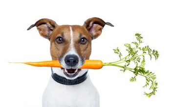 Top 10 Healthy Vegetables For Dogs