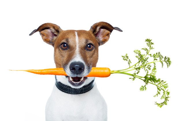 top 10 healthy vegetables for dogs