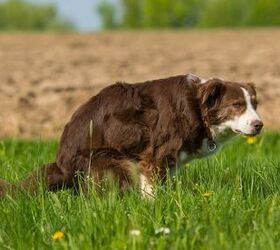 All About Bowel Obstruction in Dogs
