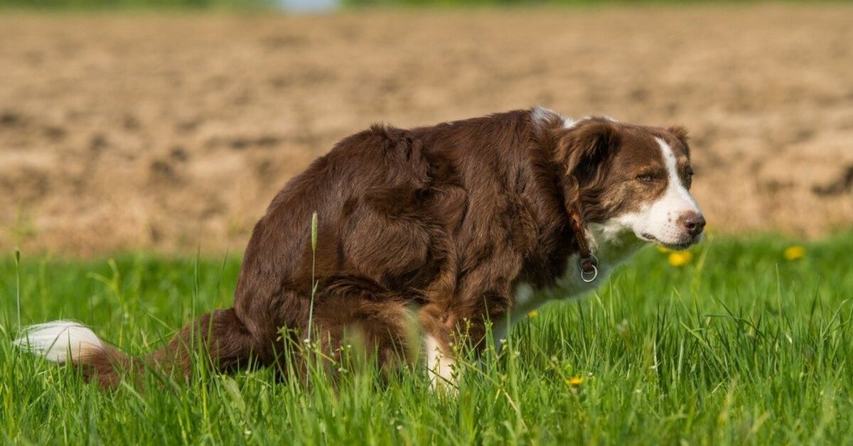 Beautiful view of Dogs Eating Grass And Getting Bowel Obstruction Symptoms