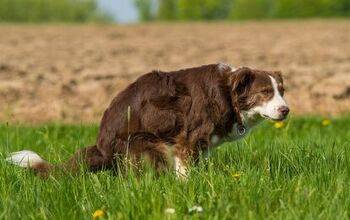 All About Bowel Obstruction in Dogs