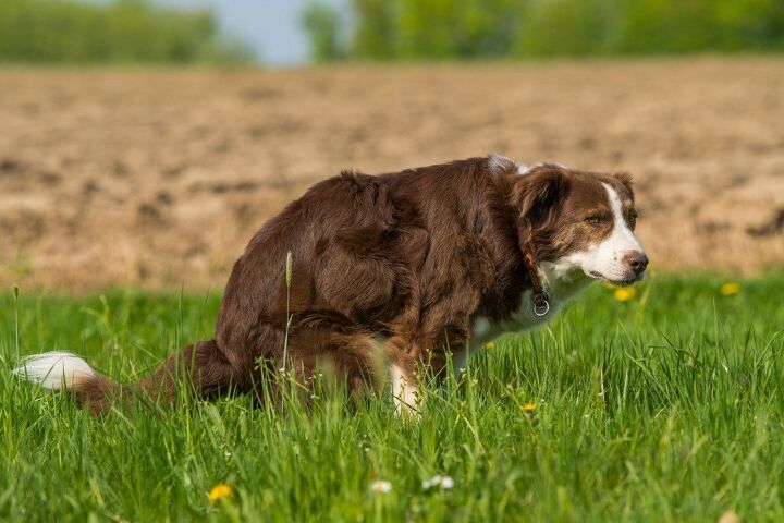 all about bowel obstruction in dogs