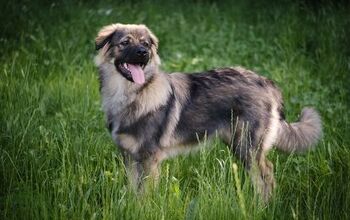 Basque Shepherd Dog Breed Information and Pictures - PetGuide | PetGuide