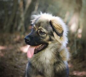 what color are karst shepherd dogs