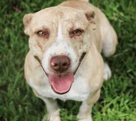Adoptable Dog of the Week-Atticus
