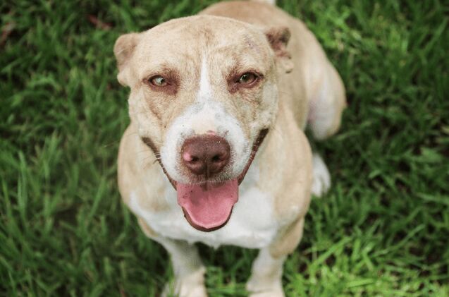 adoptable dog of the week atticus