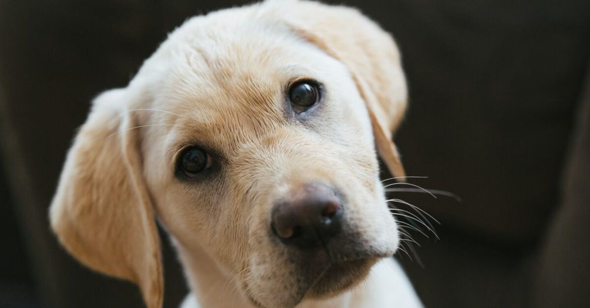 Can I Put Vaseline On My Dog PetGuide can-i-put-vaseline-on-my-dog-petguide
