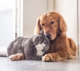 How to Tell If Your Dog Will Like Cats