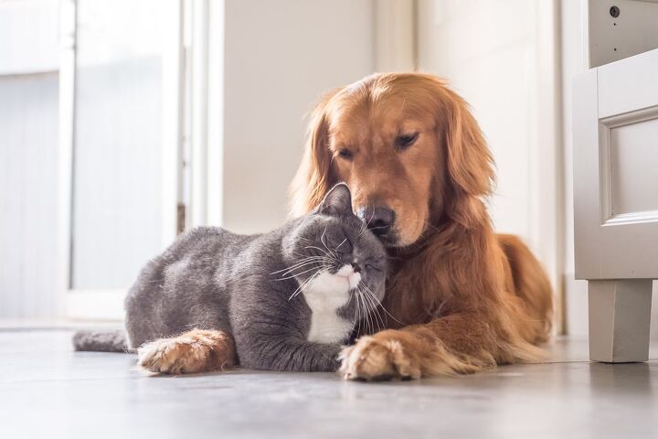 how to tell if your dog will like cats