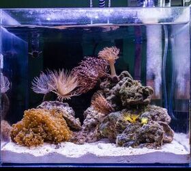 Our Guide to the Best Nano Tanks