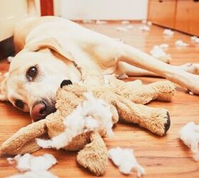 Why Do Dogs Destroy Their Toys?