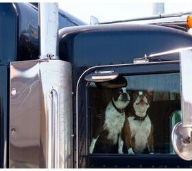 Mutts4Trucks Pairs Shelter Dogs And Truck Drivers To Hit The Open Road