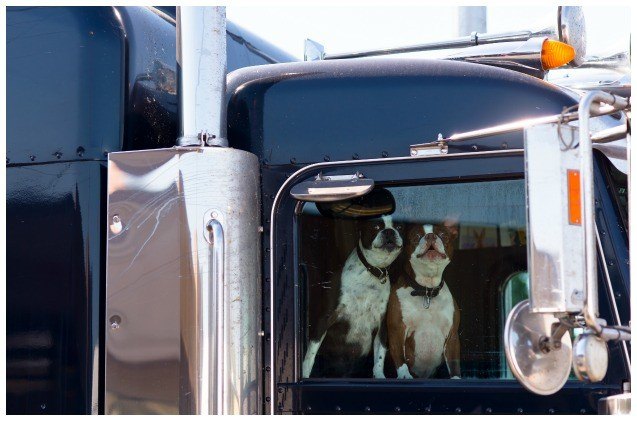 mutts4trucks pairs shelter dogs and truck drivers to hit the open road