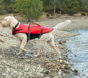 What to Consider When Buying a Life Jacket for Your Dog