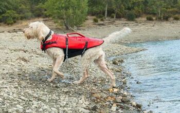 What to Consider When Buying a Life Jacket for Your Dog