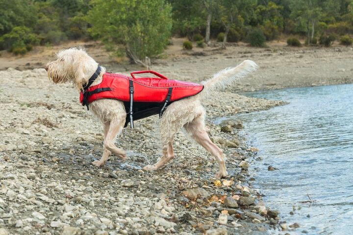 what to consider when buying a life jacket for your dog