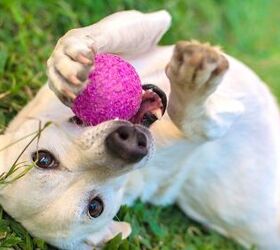 Which Dog Toys Are Safe?