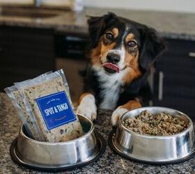 Ding Dong! Delicious Doggie Dinner is Now Delivered to Your Door