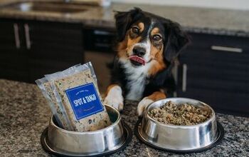 Ding Dong! Delicious Doggie Dinner is Now Delivered to Your Door