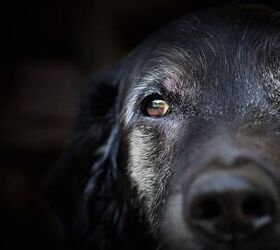 Can Dogs Get Dementia?