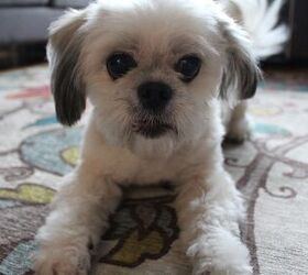 ruggable and dog pee