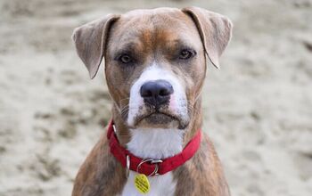 Adoptable Dog of the Week- Andrew