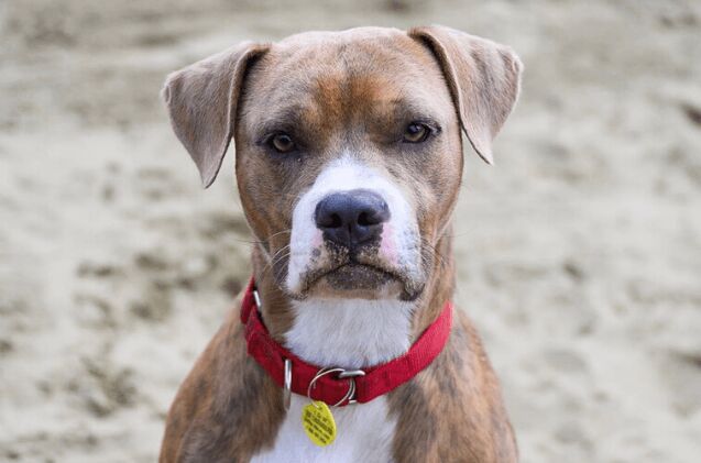 adoptable dog of the week andrew