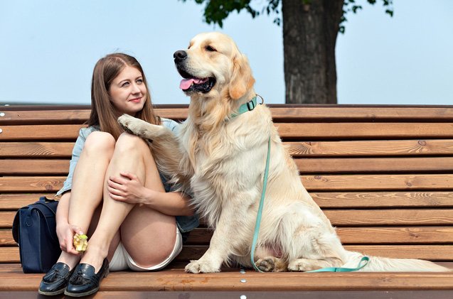 Top 10 Best Psychiatric Service Dog Breeds | PetGuide