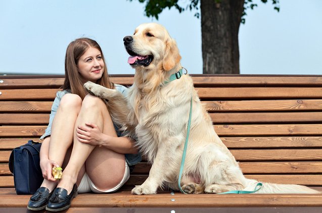 Best Breed for Psychiatric Service Dog: Top Choices for Support