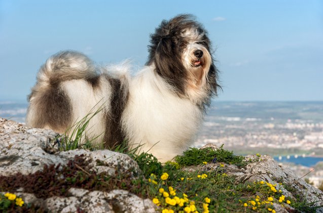 top 10 best psychiatric service dog breeds