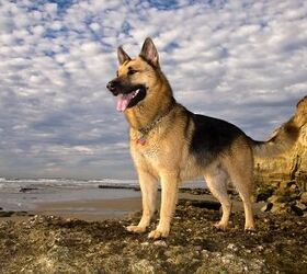 top 10 therapy dog breeds