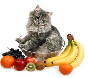Top 10 Fruits Cats Can Eat