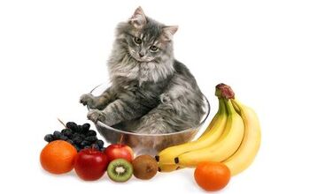 Top 10 Fruits Cats Can Eat