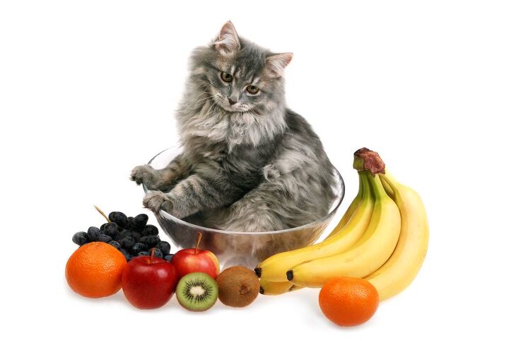 top 10 fruits cats can eat