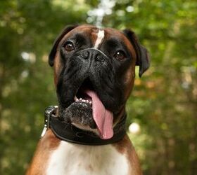what dogs fart the most