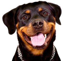 Which dog breeds deals fart the most