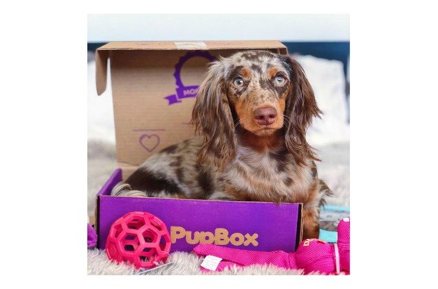 pupbox the perfect holiday gift for puppies that keeps on delivering