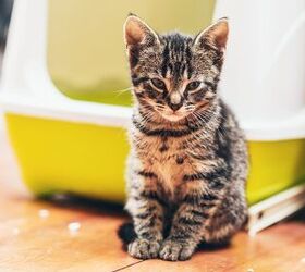 what causes diarrhea in cats