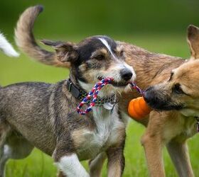 5 Benefits of Playing With Your Dog