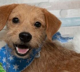 Adoptable Dog of the Week- Buster