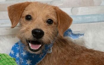 Adoptable Dog of the Week- Buster