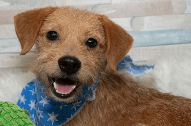 adoptable dog of the week buster